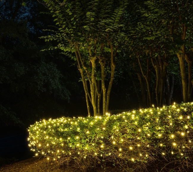 hedge lighting design string lights outdoor ideas