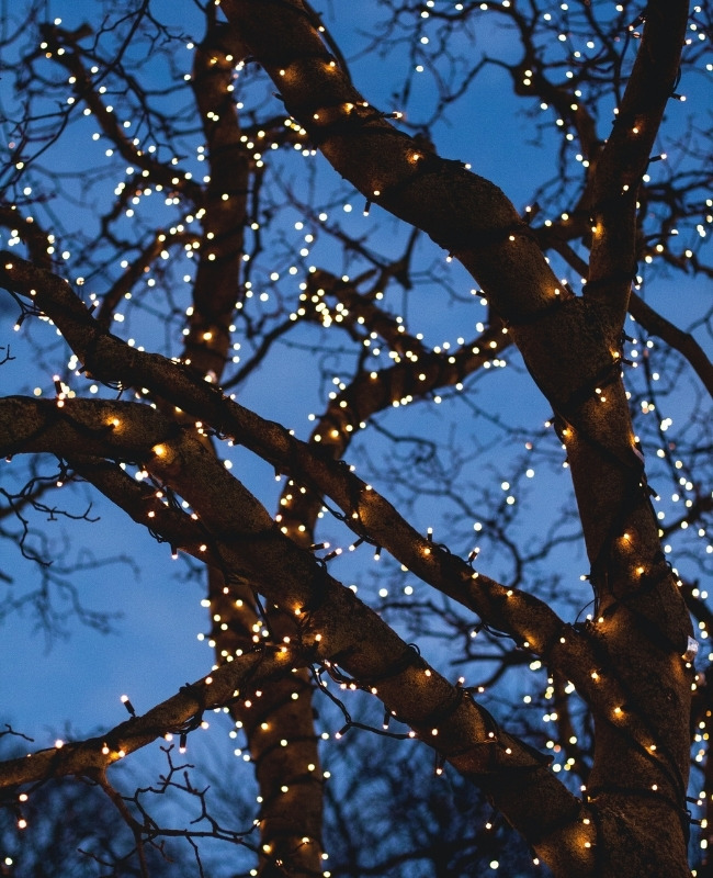 how to put fairy lights on a tree without leaves