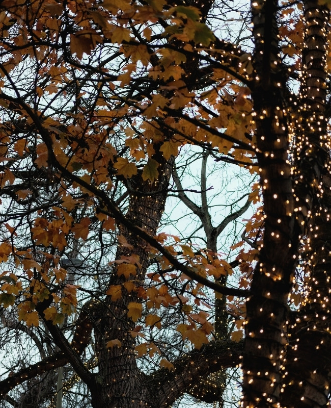 how to put fairy lights on a tree. with leaves